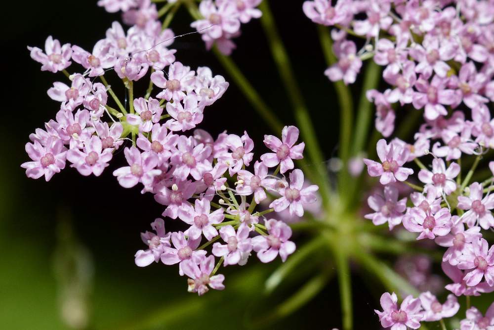 Pimpinella major (Apiaceae)